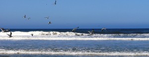 Sea Gulls in Flight